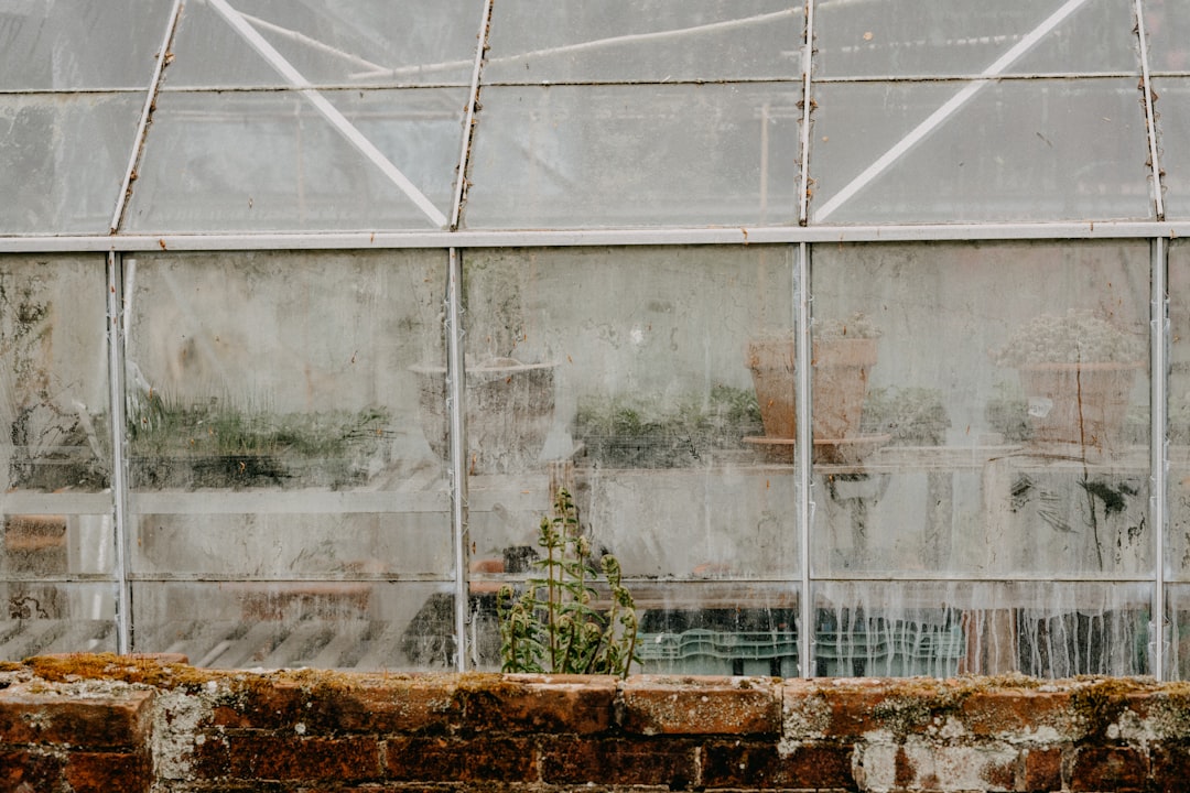 green plants on white window frame