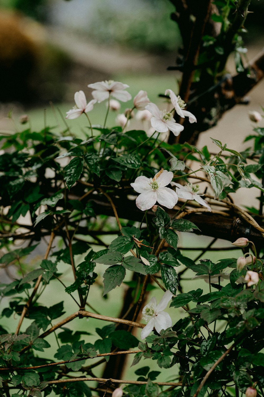 white flowers with green leaves