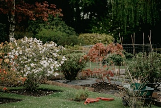 A garden with various plants and shrubs, some with white and orange flowers. There are sections divided with low wooden borders and a wheelbarrow nearby. A pair of orange rubber clogs is placed on the grass, and a wire fence runs along the background.