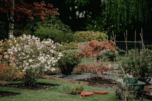 A garden with various plants and shrubs, some with white and orange flowers. There are sections divided with low wooden borders and a wheelbarrow nearby. A pair of orange rubber clogs is placed on the grass, and a wire fence runs along the background.