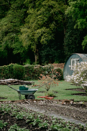 A wheelbarrow in a garden with a small shed and flowering bushes