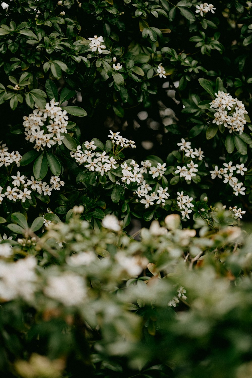 white flowers with green leaves