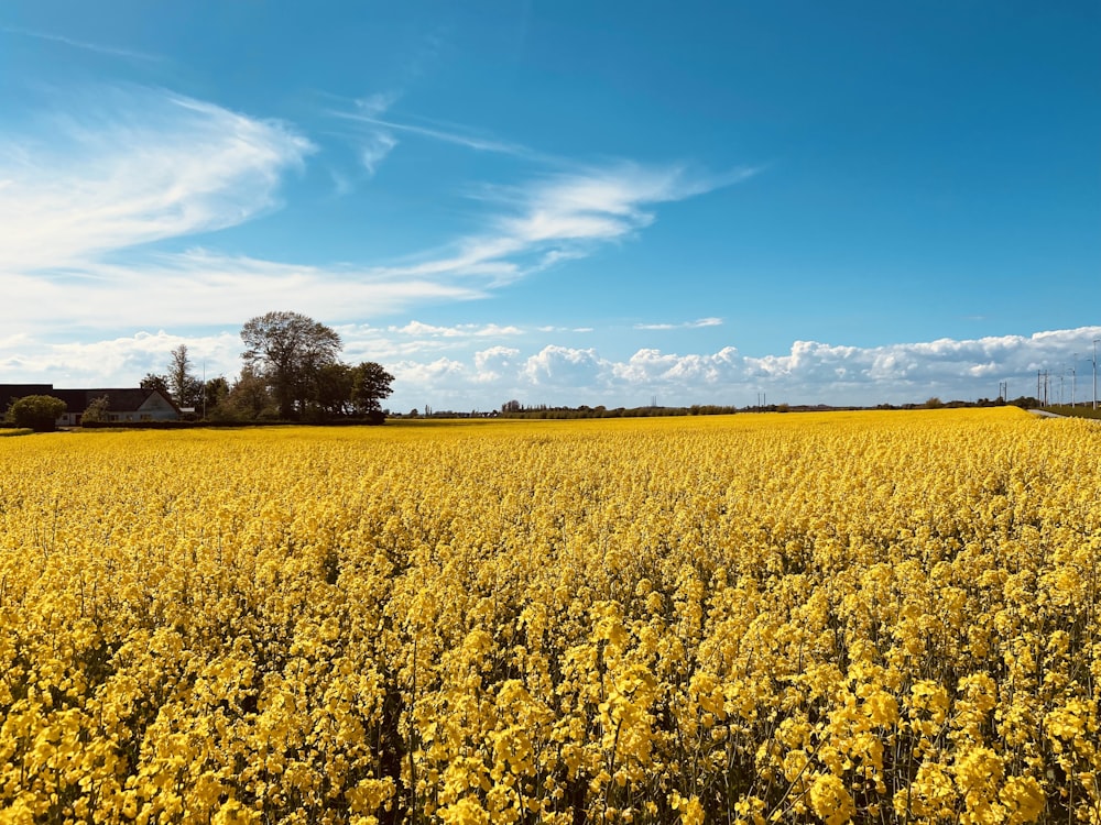 yellow flower field under blue sky during daytime