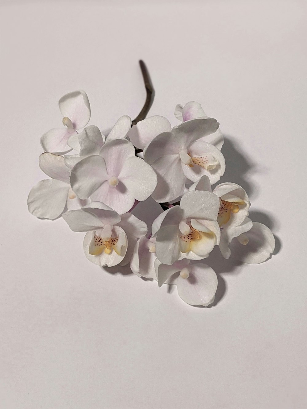 white moth orchids on white surface