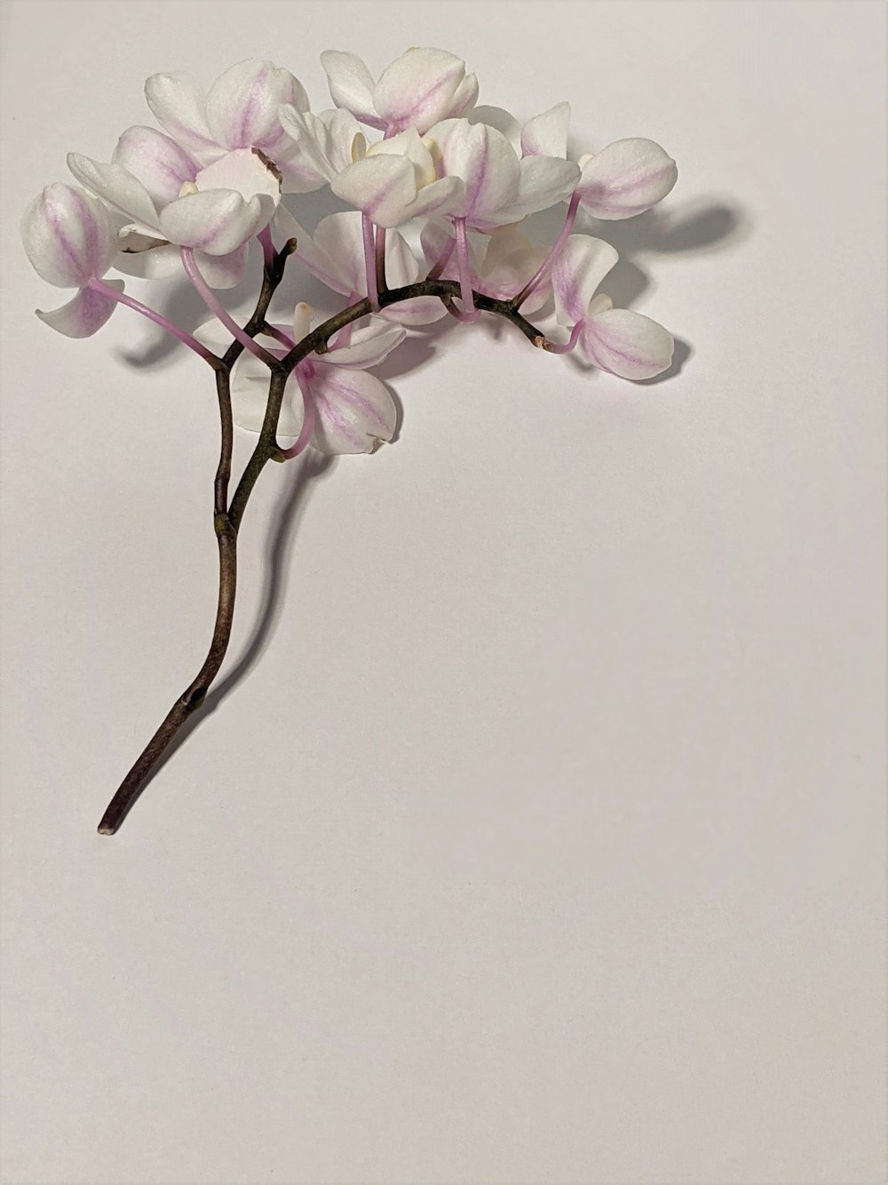 Lila und weiße Mottenorchideen in Blüte