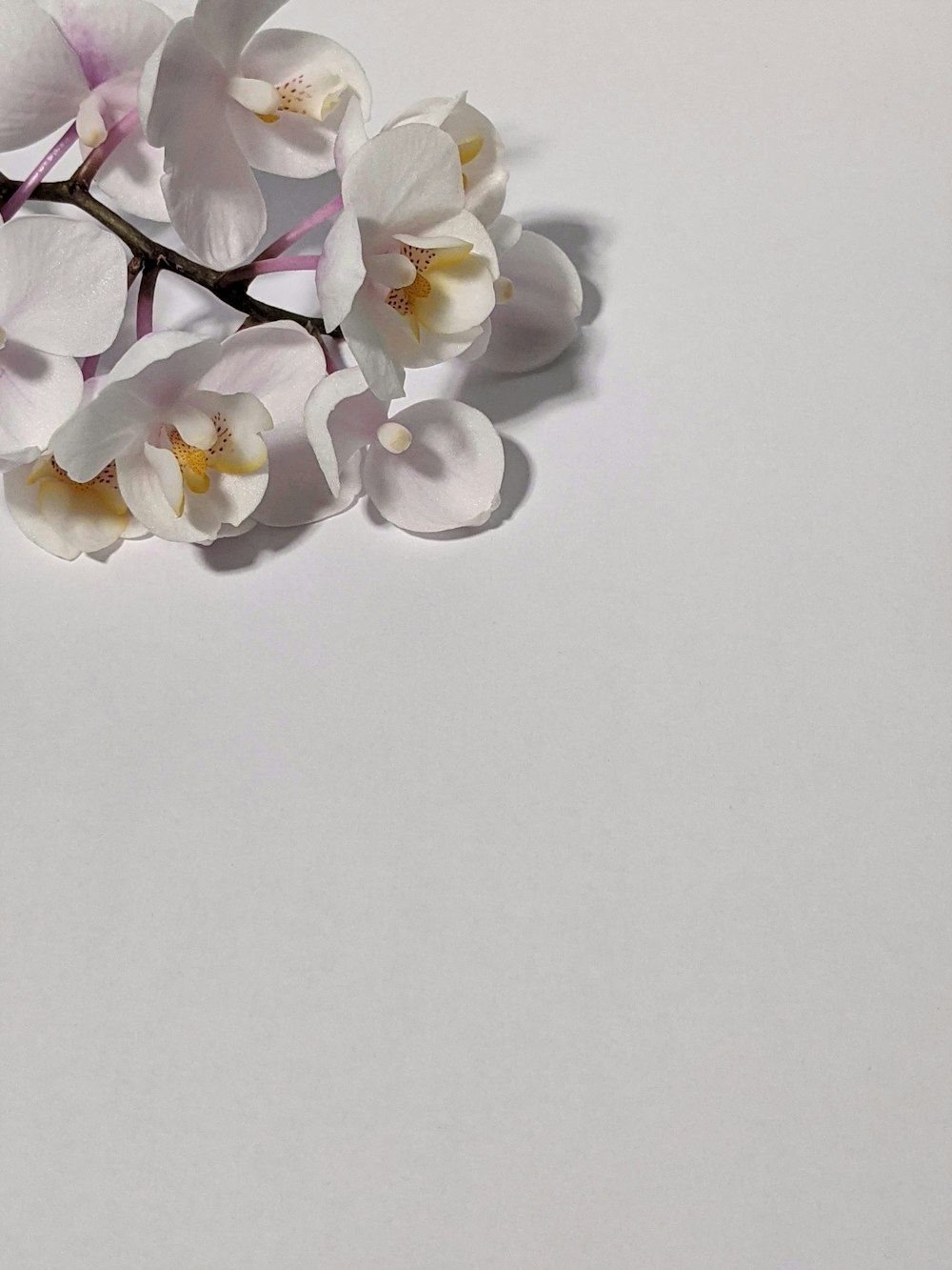 weiße Mottenorchideen auf weißer Oberfläche