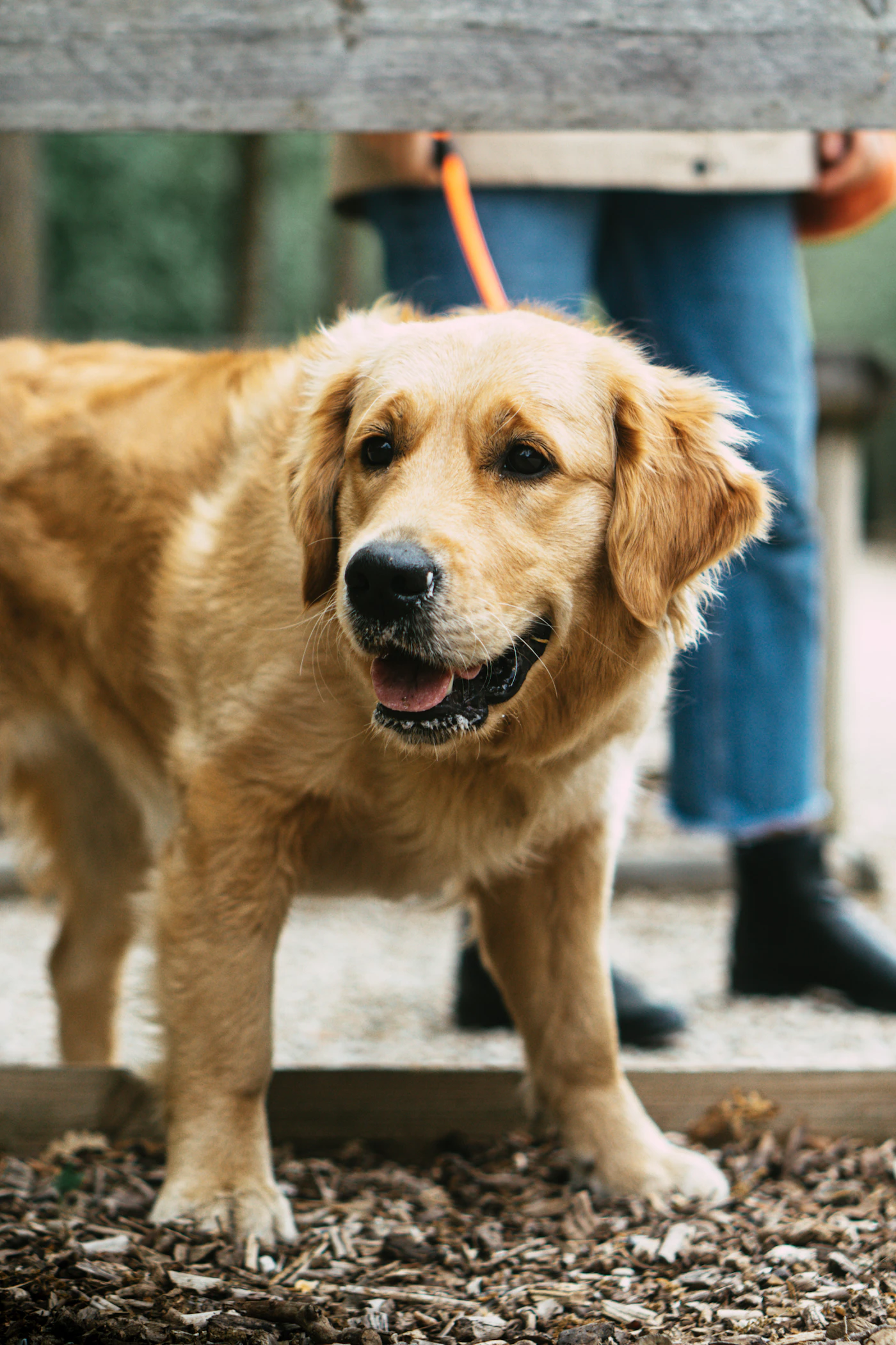 A golden retriever standing calmly on a leash while its handler stands behind it on a wooden boardwalk outdoors