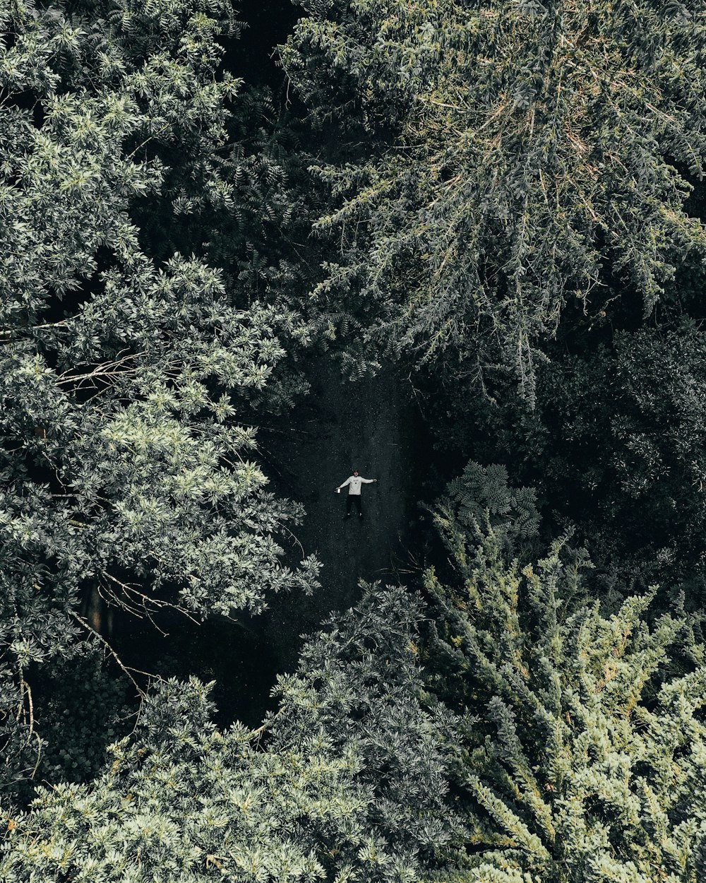 green trees on mountain during daytime