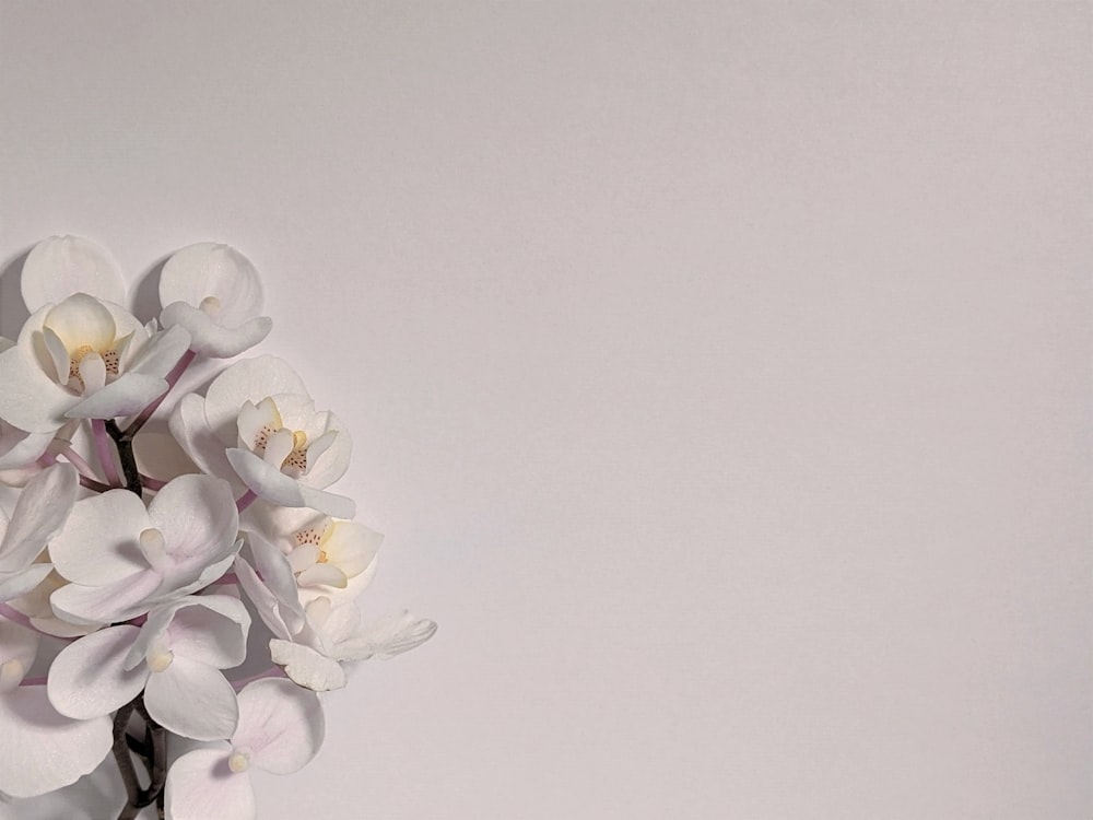 Weiße Mottenorchideen in voller Blüte