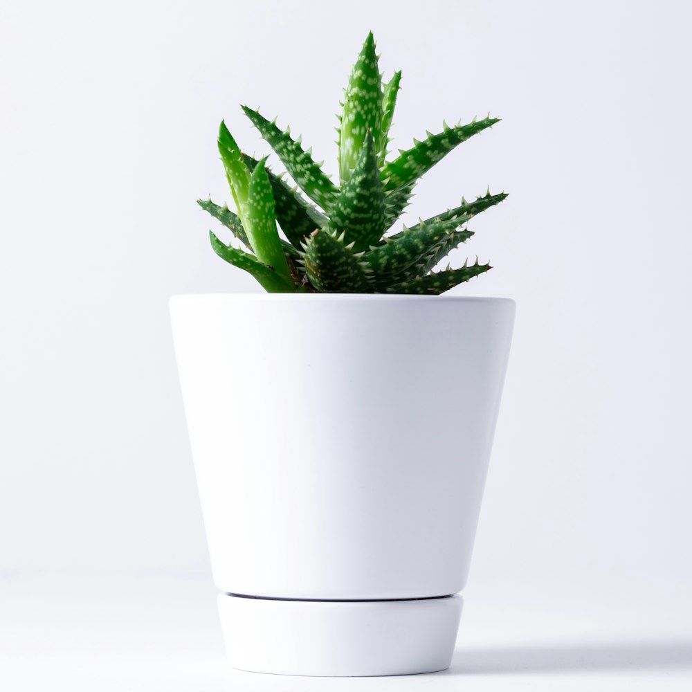 白い陶磁器の鉢の緑の植物