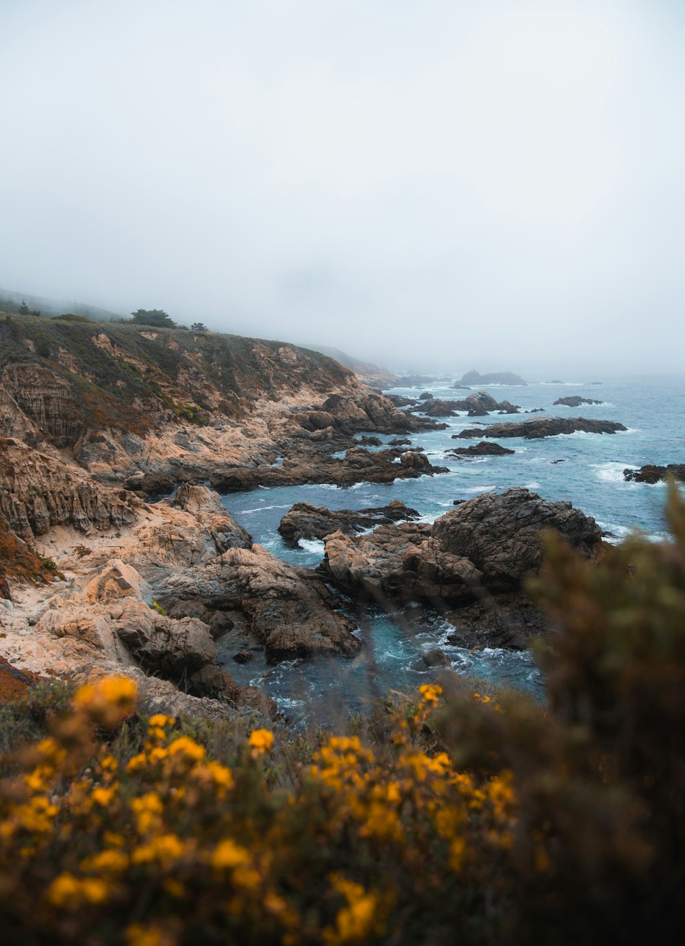 yellow flowers on brown rock formation near body of water during daytime