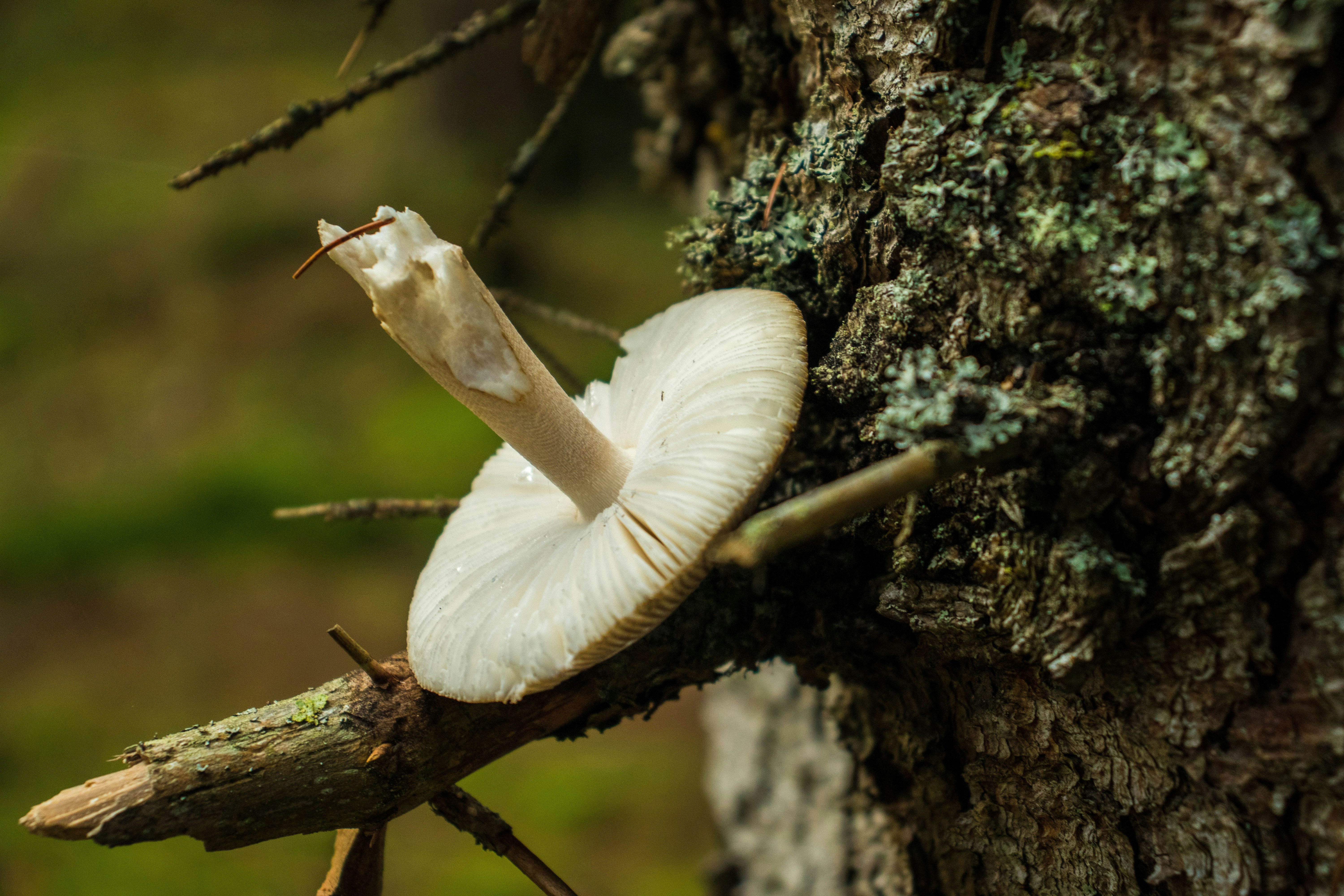 Photo by snowmountainer