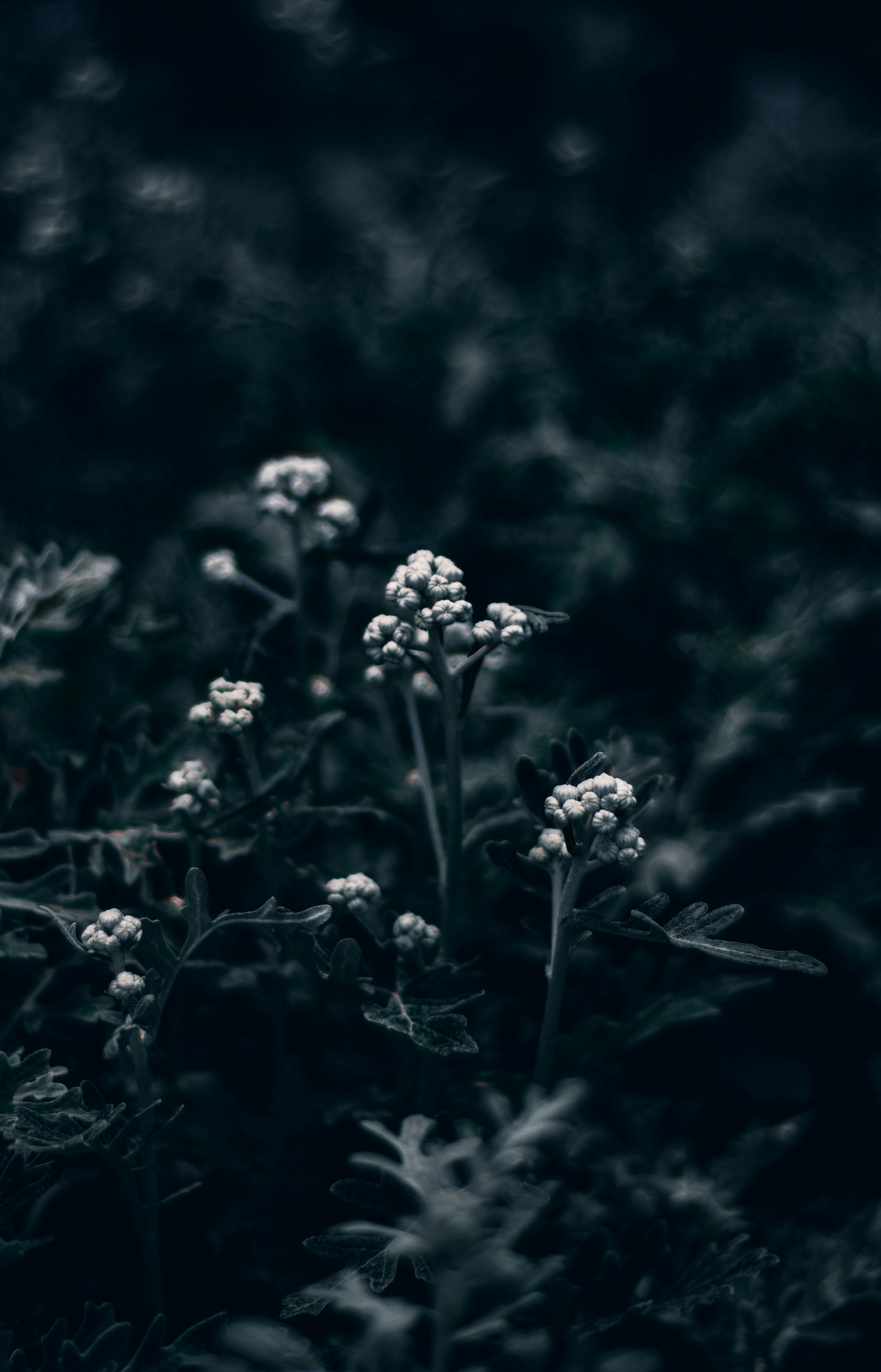 I Long To Be Chained