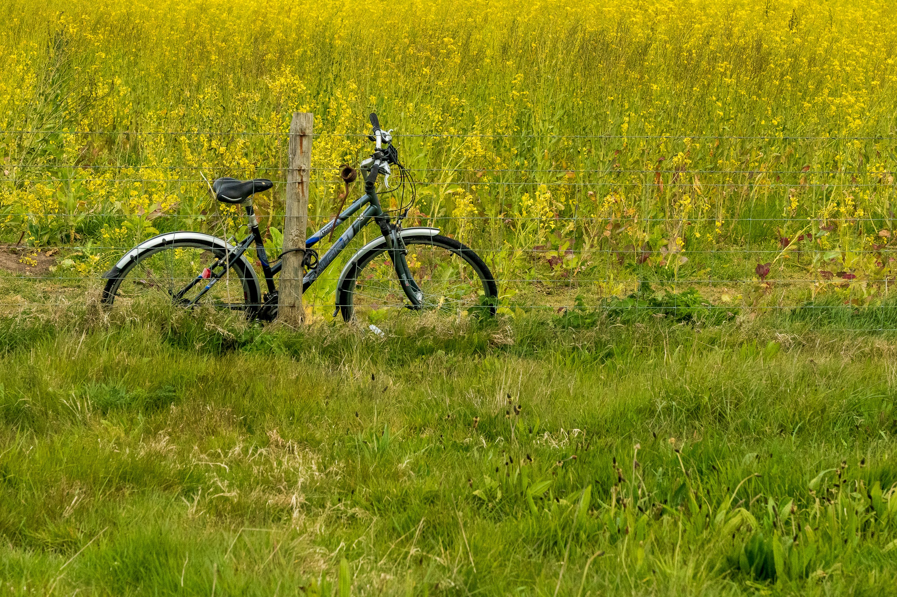 black and gray mountain bike on yellow flower field during daytime