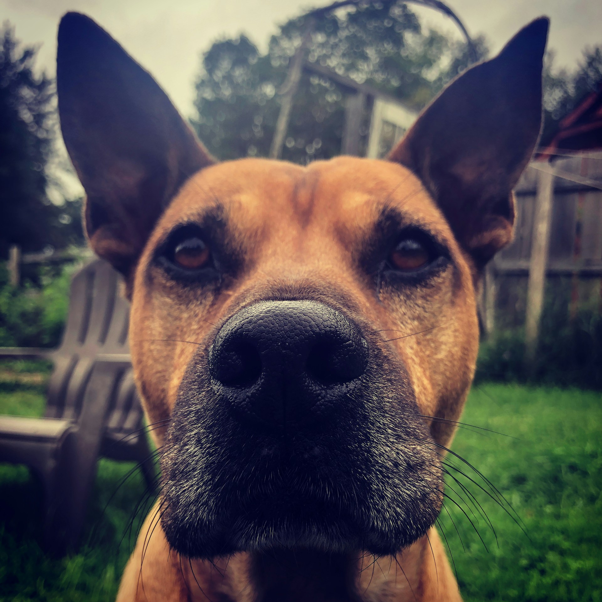 A close-up of a focused dog weaving through poles, ears perked and eyes locked on the next obstacle.