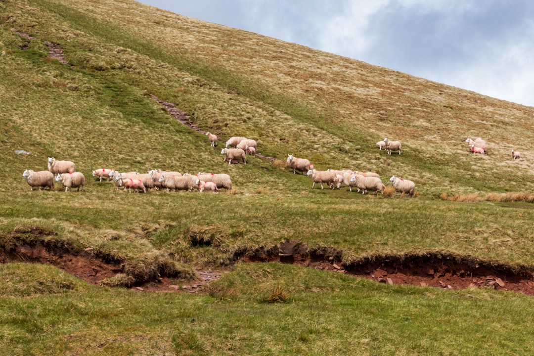 herd of sheep on green grass field during daytime