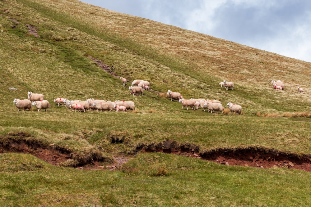 herd of sheep on green grass field during daytime