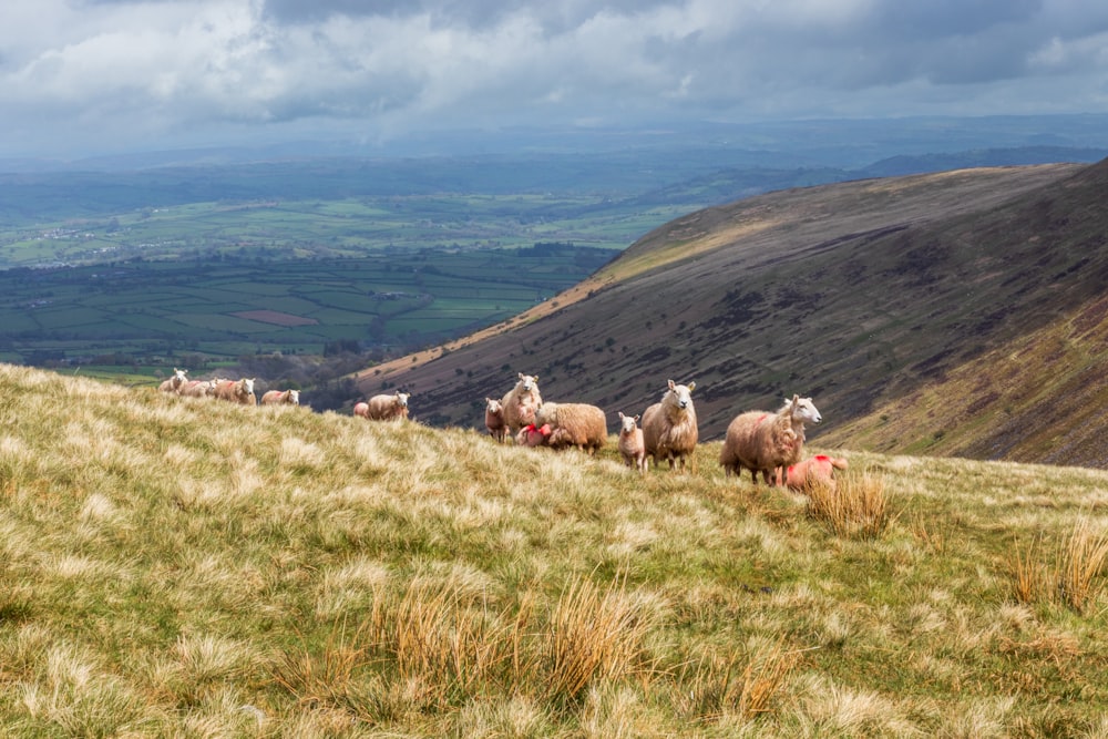 herd of sheep on green grass field during daytime