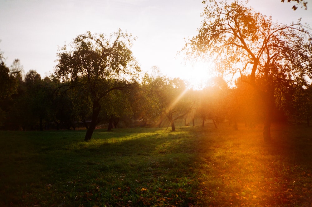 green grass field with trees during daytime