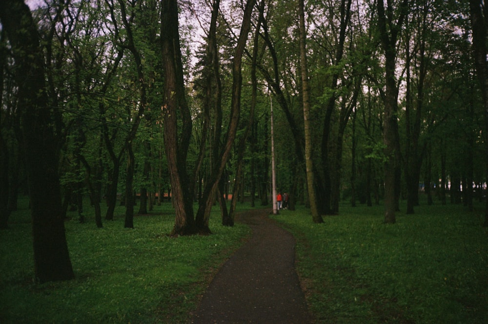 green grass field with trees