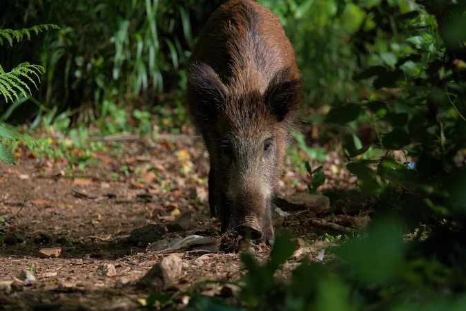 Embracing Nature: A Journey into Wild Foraging and Culinary Traditions