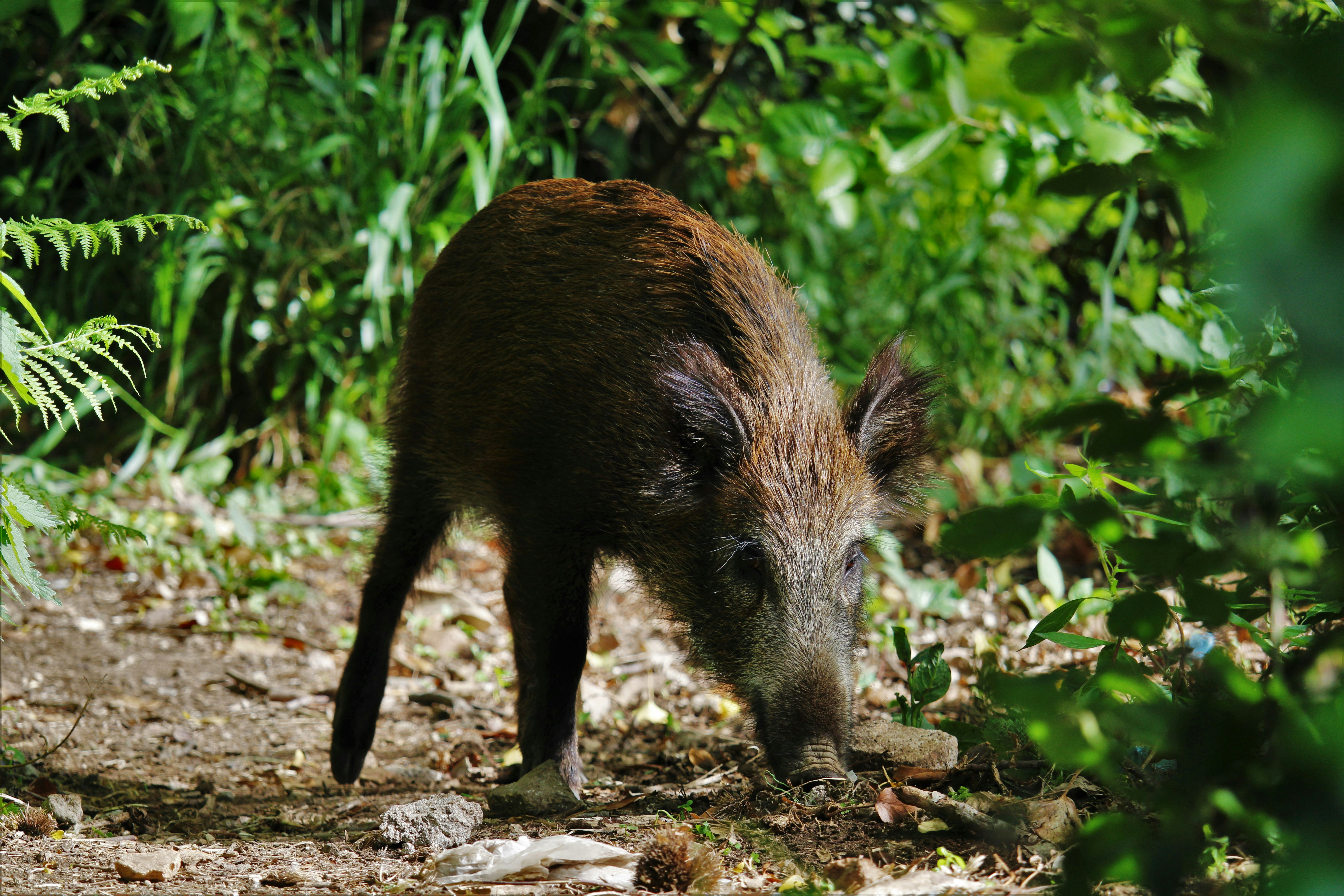 ¿Por qué los jabalíes se han convertido en un problema creciente en España?