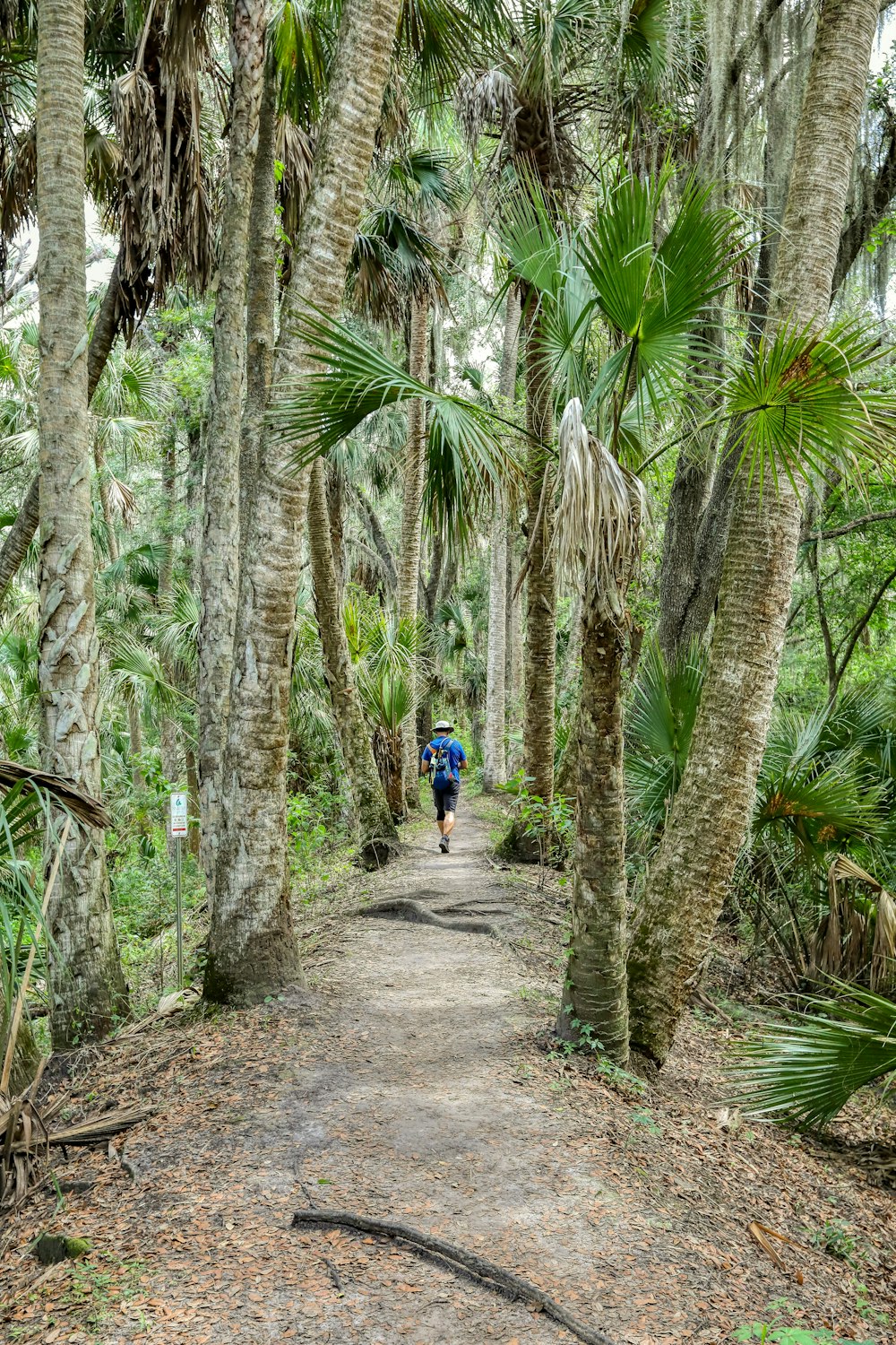 uomo in camicia blu che cammina sul sentiero tra le palme durante il giorno