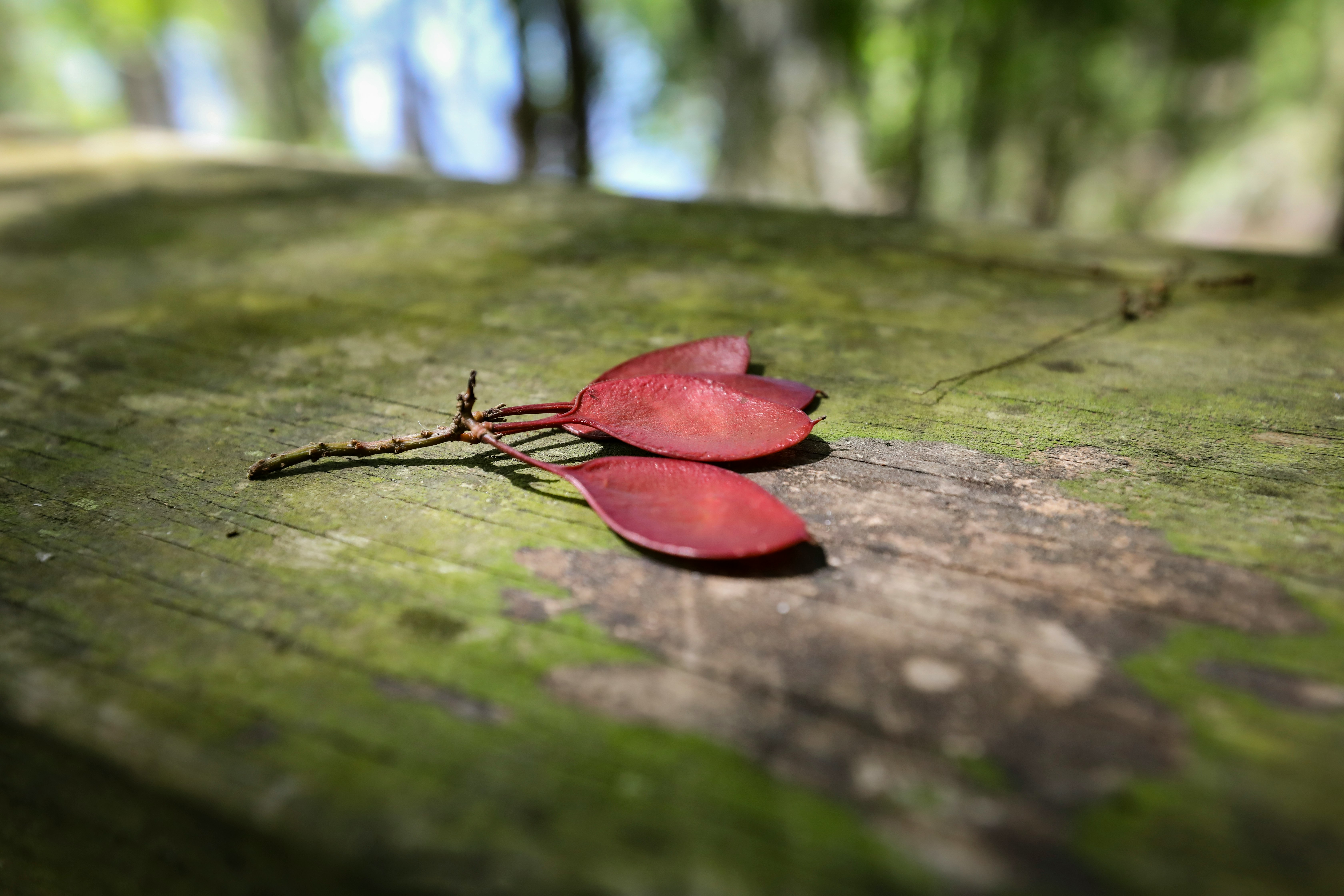 red leaf on brown wooden surface