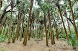A dense forest with numerous tall palm trees stretching upward into the foliage above. The ground is covered with dried leaves and other natural debris, while sunlight filters through the tree canopy, creating patches of light and shadow.