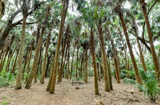 A dense forest with numerous tall palm trees stretching upward into the foliage above. The ground is covered with dried leaves and other natural debris, while sunlight filters through the tree canopy, creating patches of light and shadow.