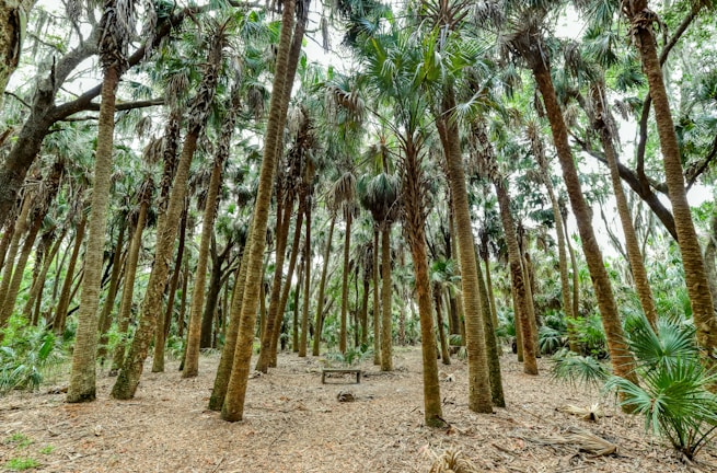A dense forest with numerous tall palm trees stretching upward into the foliage above. The ground is covered with dried leaves and other natural debris, while sunlight filters through the tree canopy, creating patches of light and shadow.