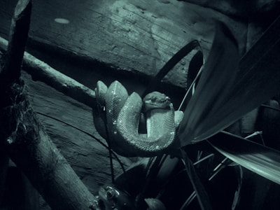 A boa constrictor resting quietly among tropical plants.