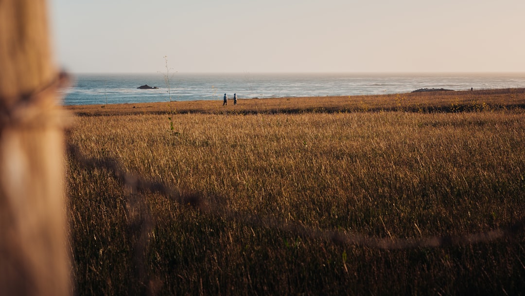 brown grass field near body of water during daytime