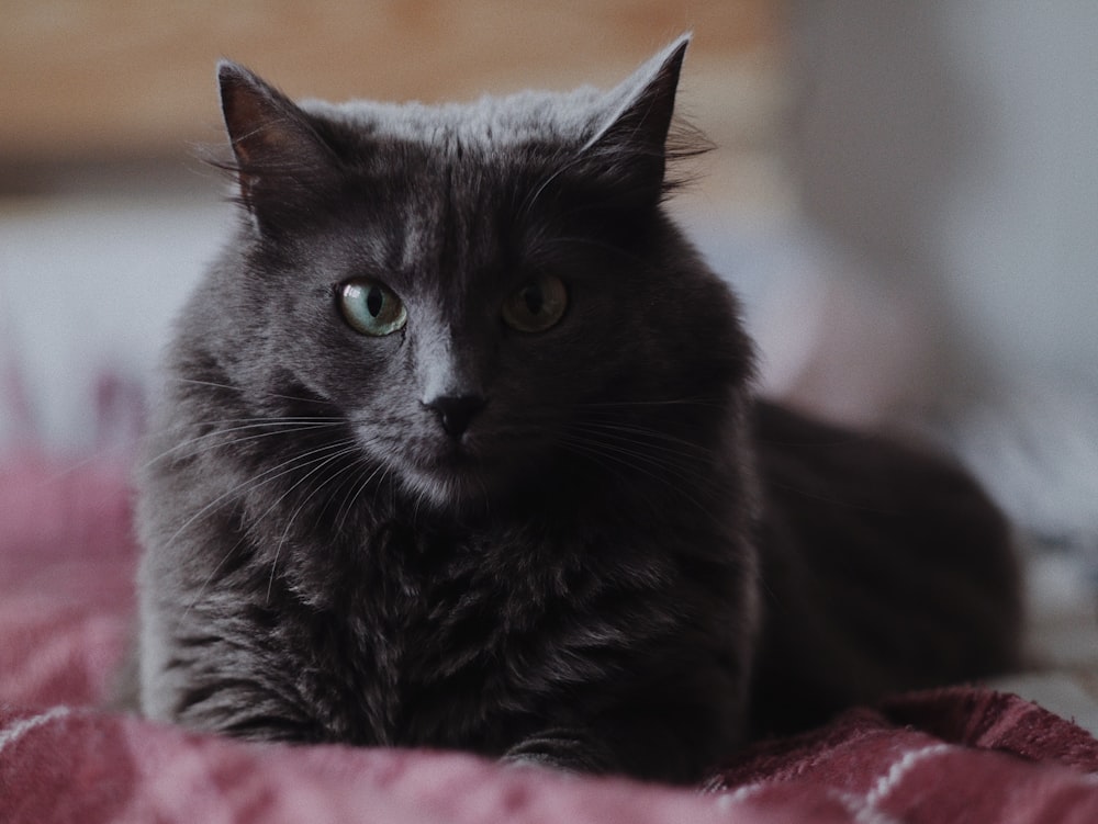 gato preto no têxtil cor-de-rosa