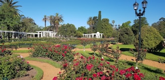 A well-manicured garden with vibrant red roses, neatly trimmed hedges, winding pathways, and tall palm trees. Classic street lamps add a historical touch, and a series of white pergolas provide architectural interest against a backdrop of clear blue sky.