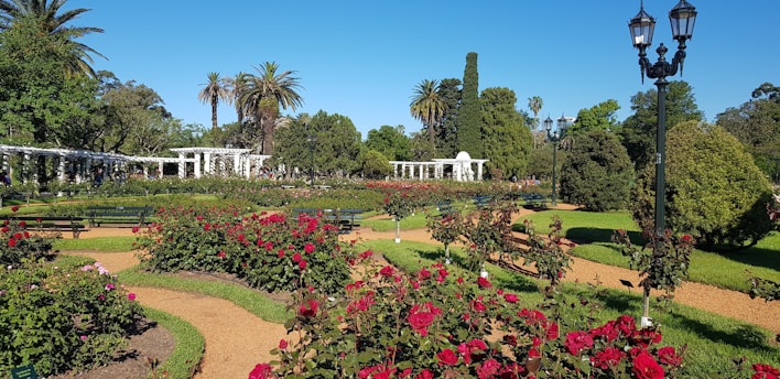 A well-manicured garden with vibrant red roses, neatly trimmed hedges, winding pathways, and tall palm trees. Classic street lamps add a historical touch, and a series of white pergolas provide architectural interest against a backdrop of clear blue sky.