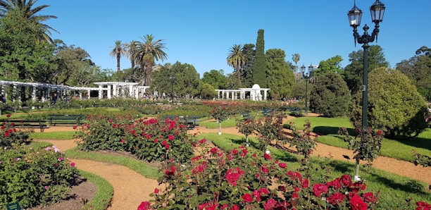 A well-manicured garden with vibrant red roses, neatly trimmed hedges, winding pathways, and tall palm trees. Classic street lamps add a historical touch, and a series of white pergolas provide architectural interest against a backdrop of clear blue sky.