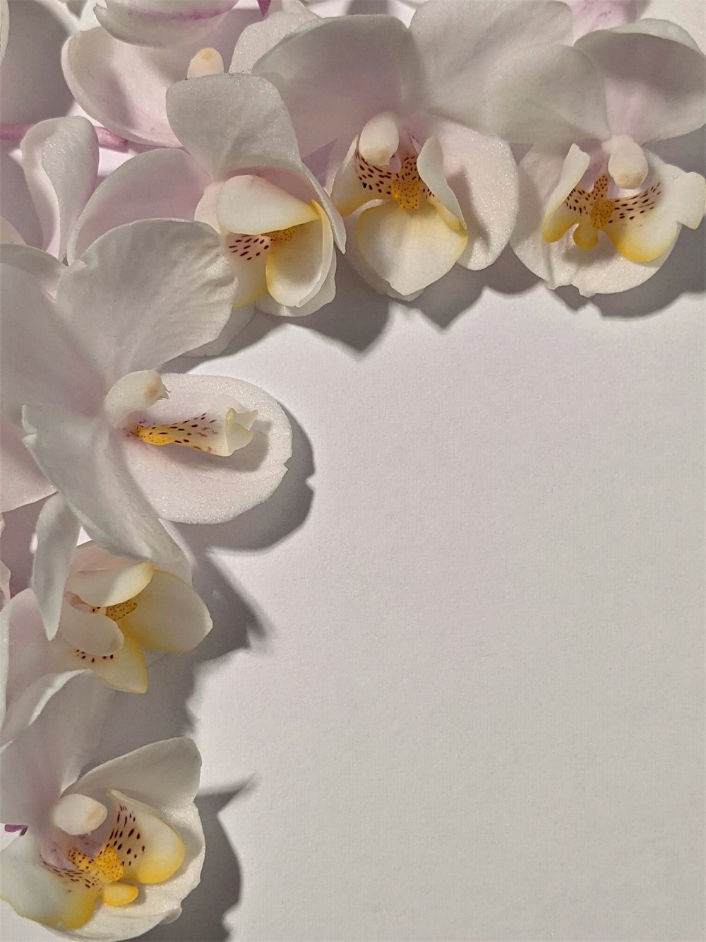 white moth orchids on white surface