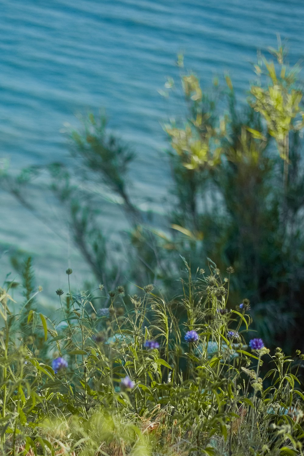 blue flowers near body of water during daytime