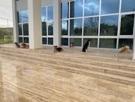 A serene scene of dogs resting after a training session.