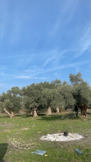 A landscape featuring a cluster of olive trees set against a clear blue sky. The foreground shows a patch of grass with some scattered dry branches, a circular patch of ash, and a metallic bottle on the ground. The sunlight suggests it is daytime, creating a serene rural atmosphere.