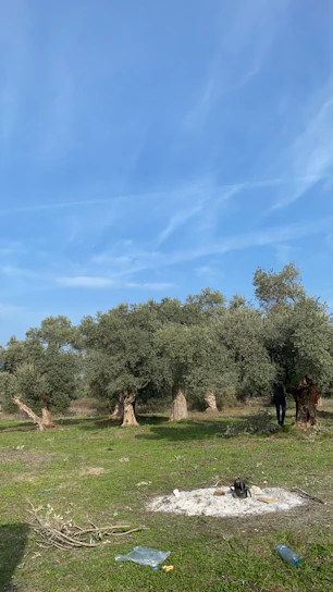 A wide cinematic shot of sunlit olive groves with a sleek bottle of olivijus olive oil resting on a minimalist white stone table.