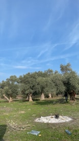 A landscape featuring a cluster of olive trees set against a clear blue sky. The foreground shows a patch of grass with some scattered dry branches, a circular patch of ash, and a metallic bottle on the ground. The sunlight suggests it is daytime, creating a serene rural atmosphere.