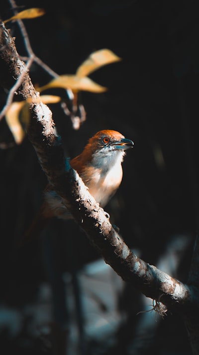 brown and white bird on tree branch