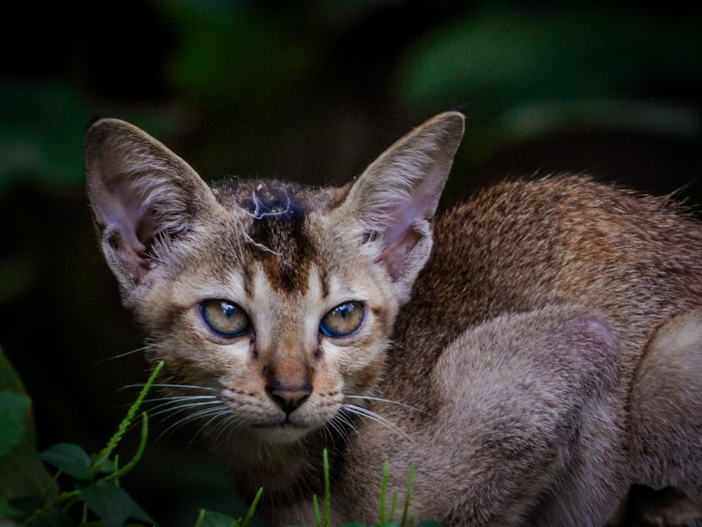 brown tabby cat on green grass