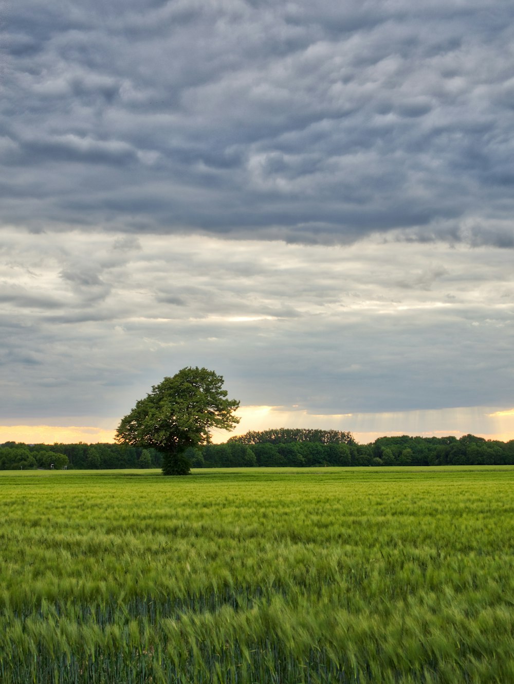 green tree on green grass field under cloudy sky during daytime