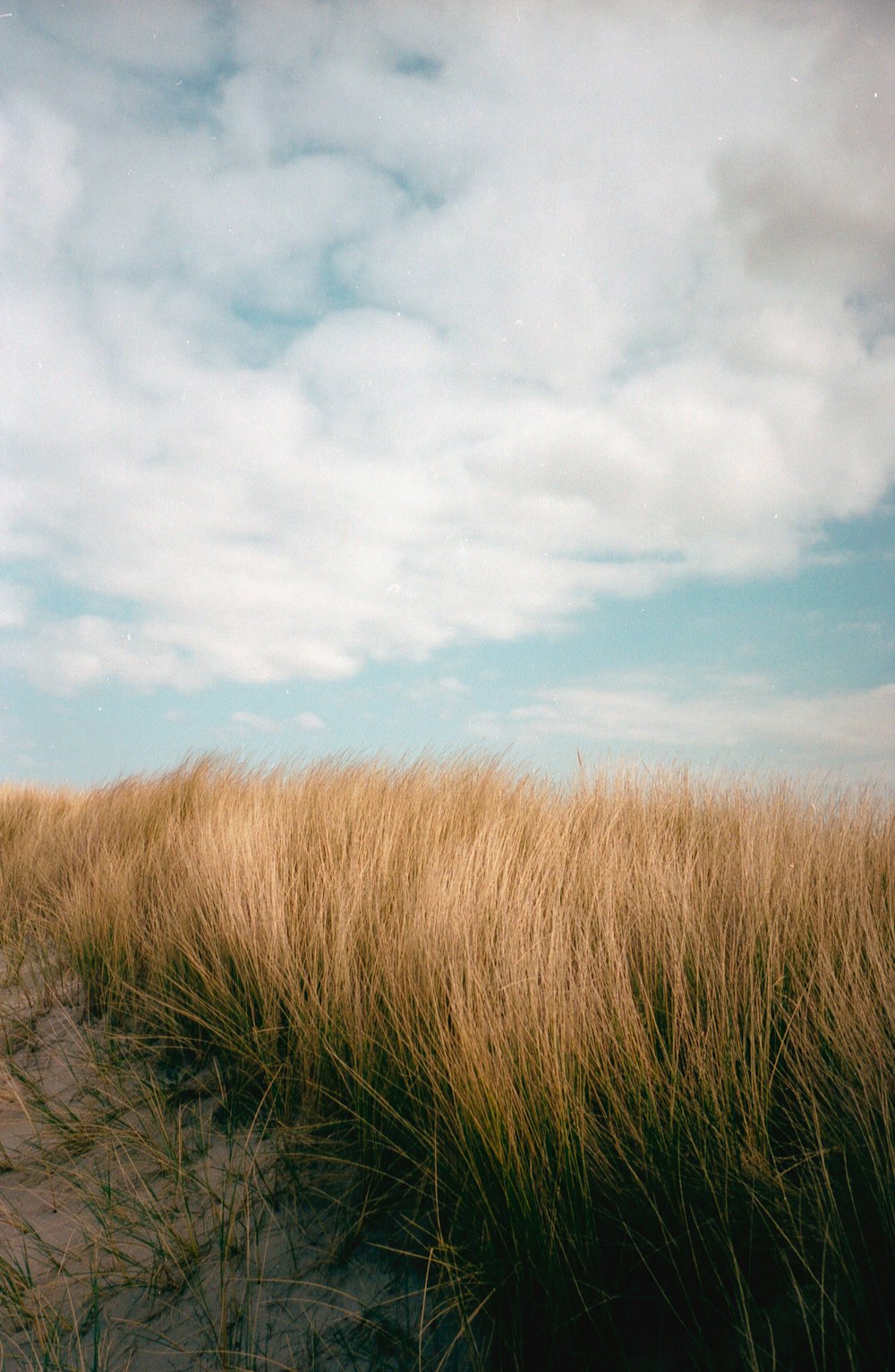 Campo di erba marrone sotto nuvole bianche e cielo blu durante il giorno
