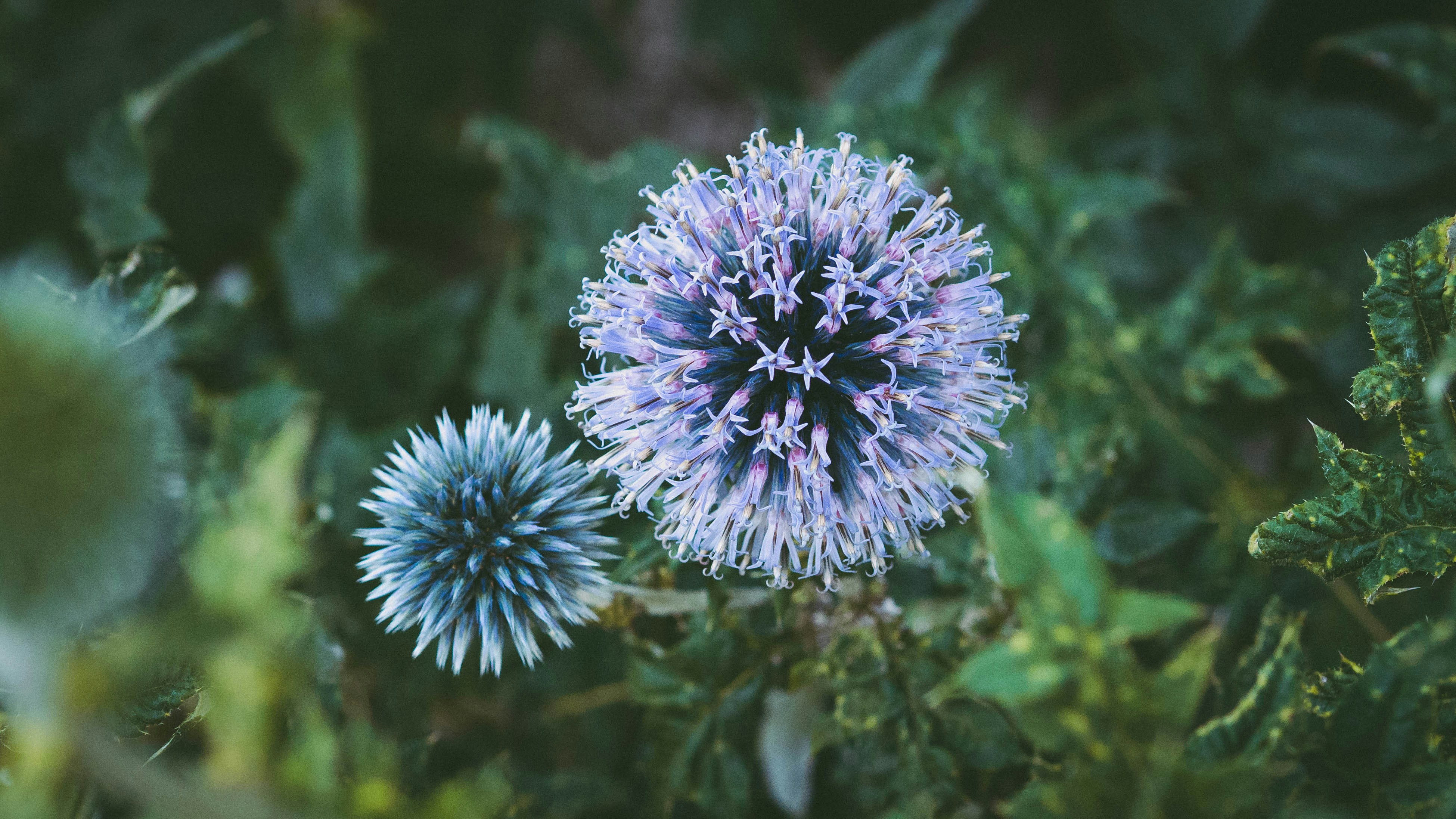 Photo by christiankrebel