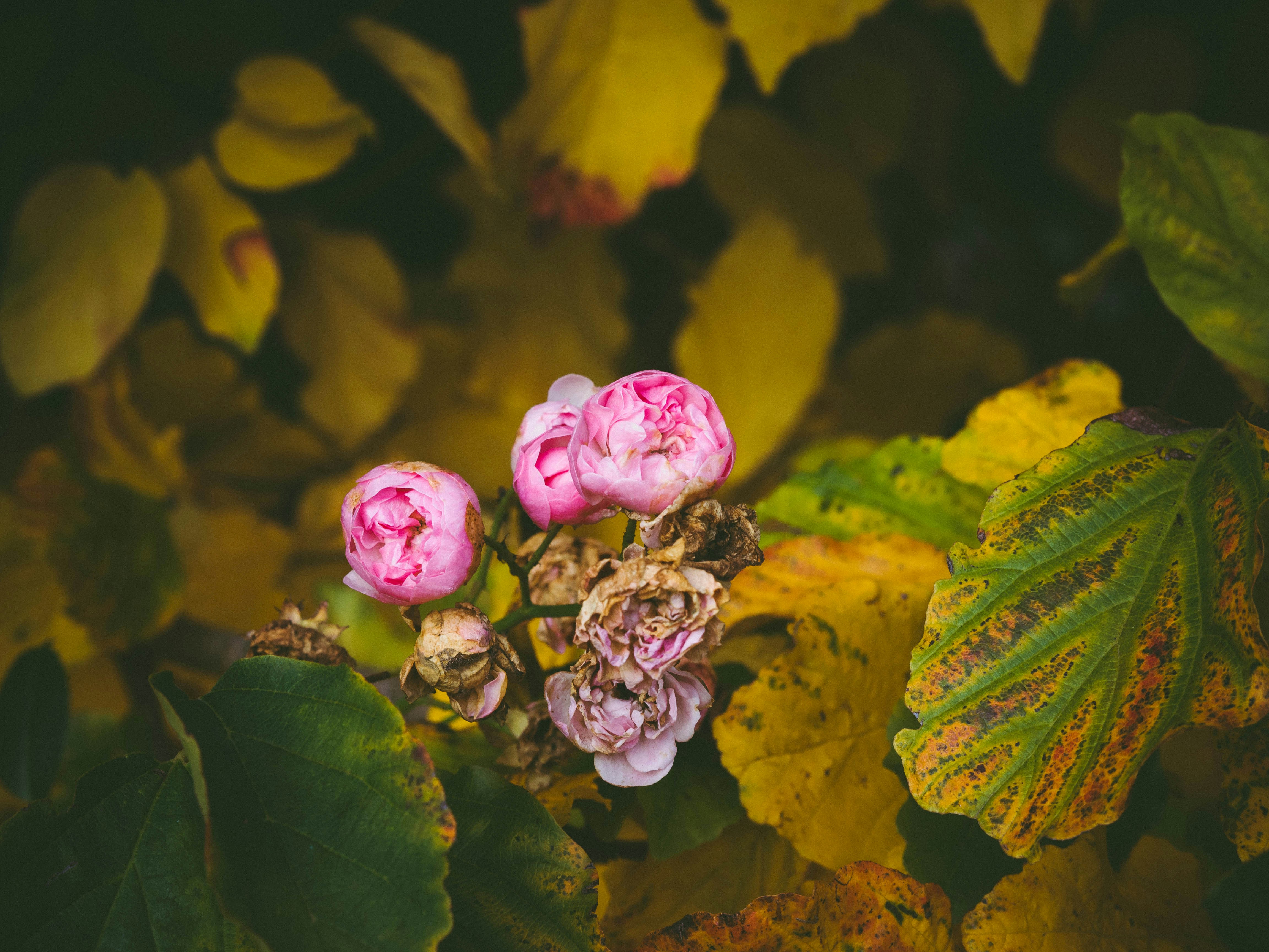 pink flower with green leaves