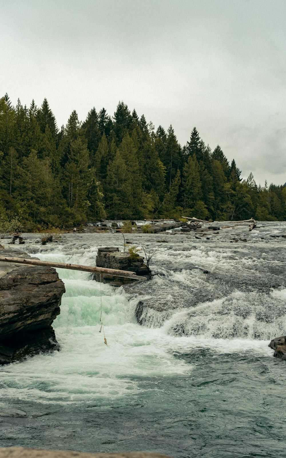 green pine trees beside river during daytime